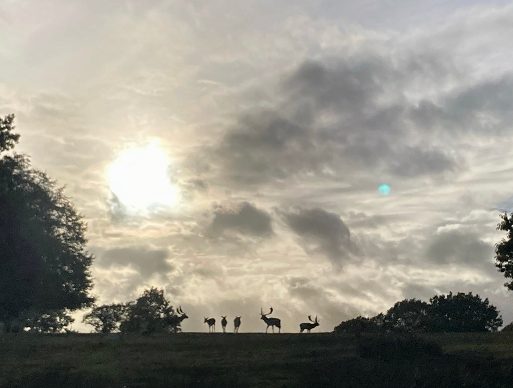 22/10/22- Rutting season&nbsp;starts