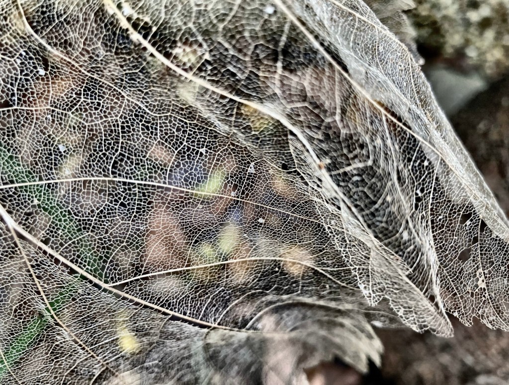 4/12/22 – Ghost&nbsp;leaves