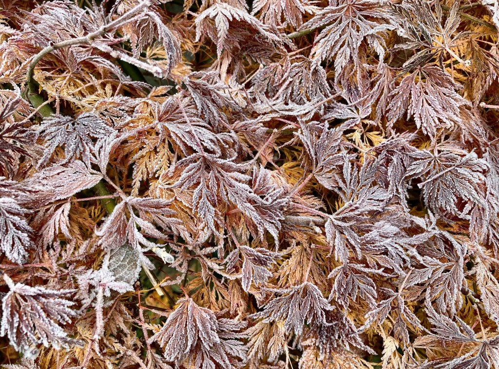 11/12/22 – Frozen birdbath&nbsp;bubbles