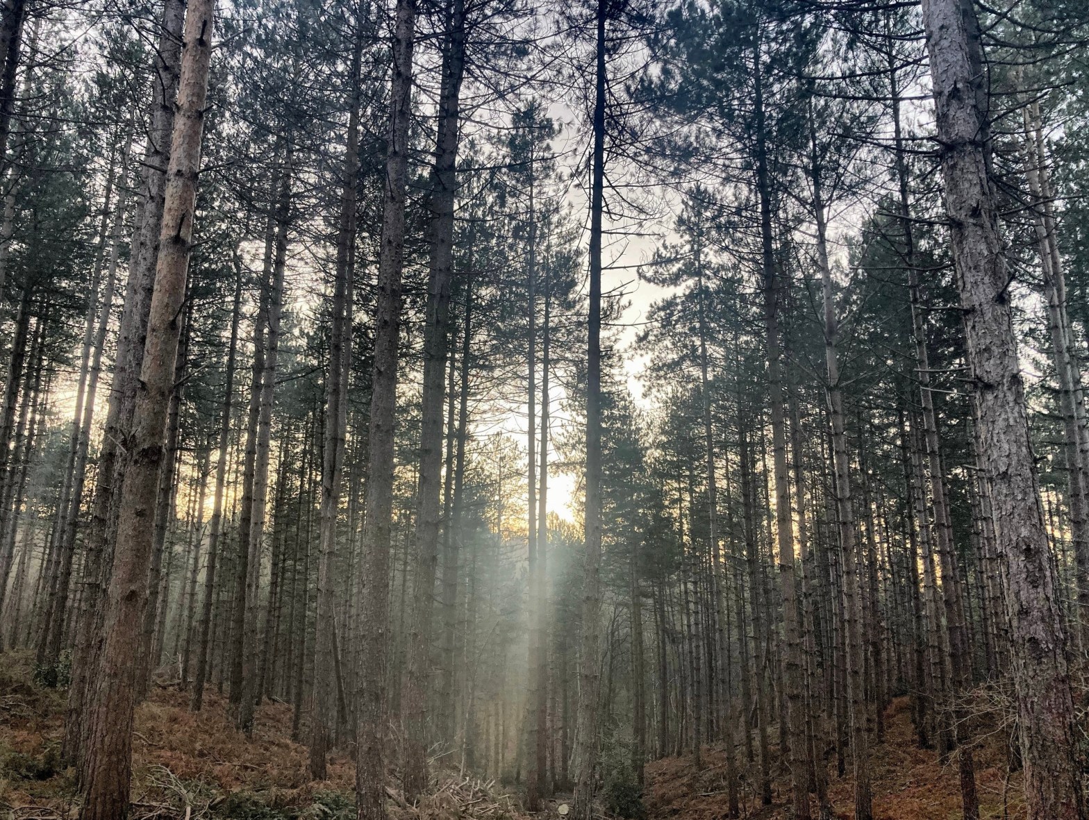 21/01/23 – Frozen sunset in the&nbsp;woods