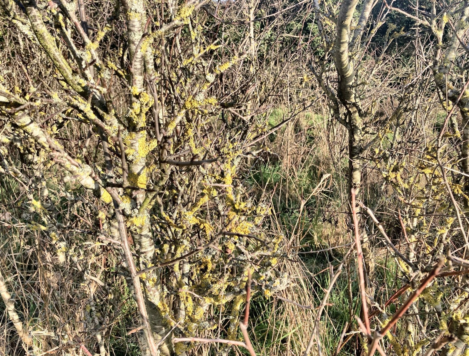 06/02/23 – Cleared undergrowth and&nbsp;snowdrops