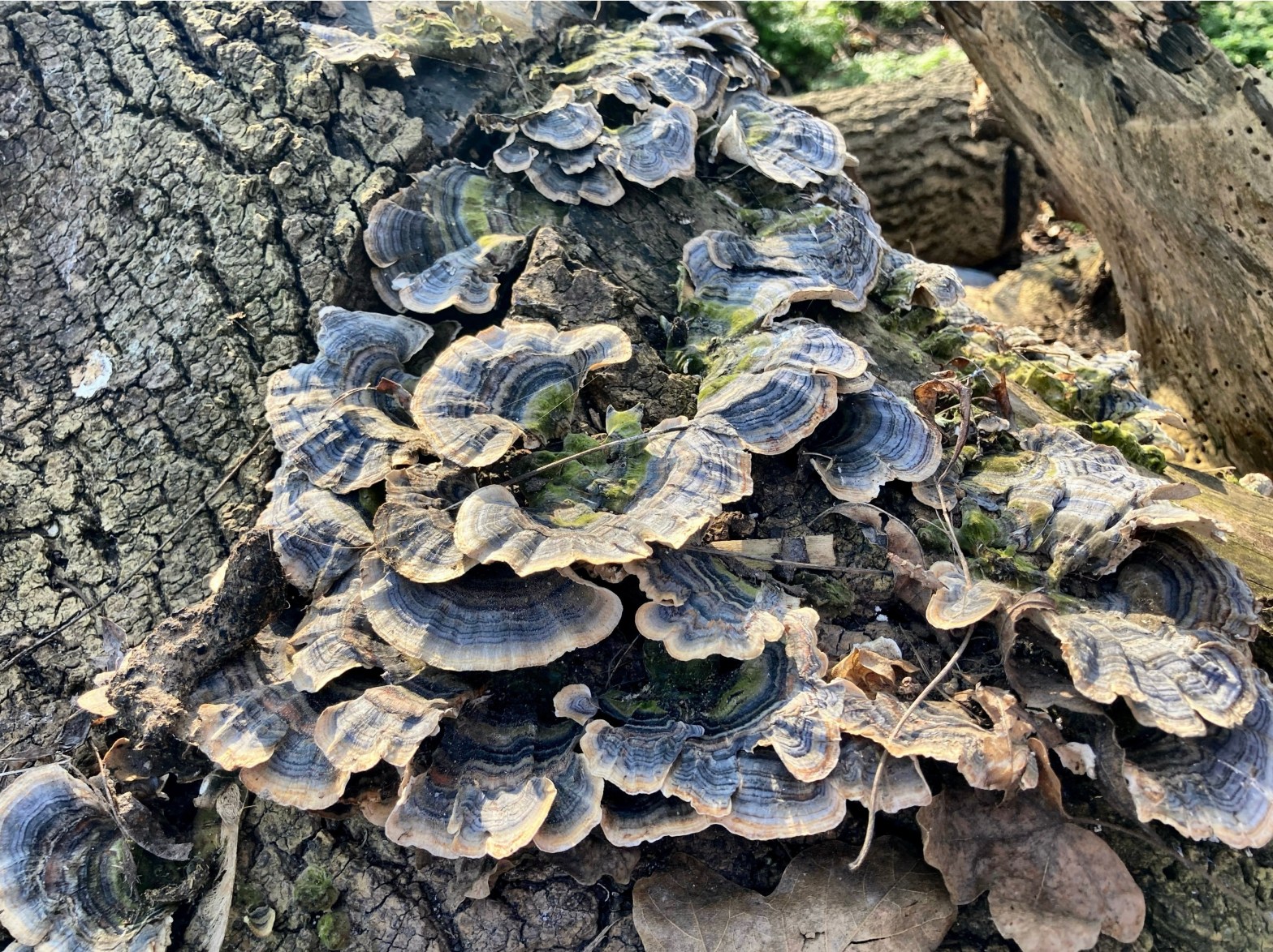 03/03/23 – Turkey tail mushrooms and budded&nbsp;daffodils