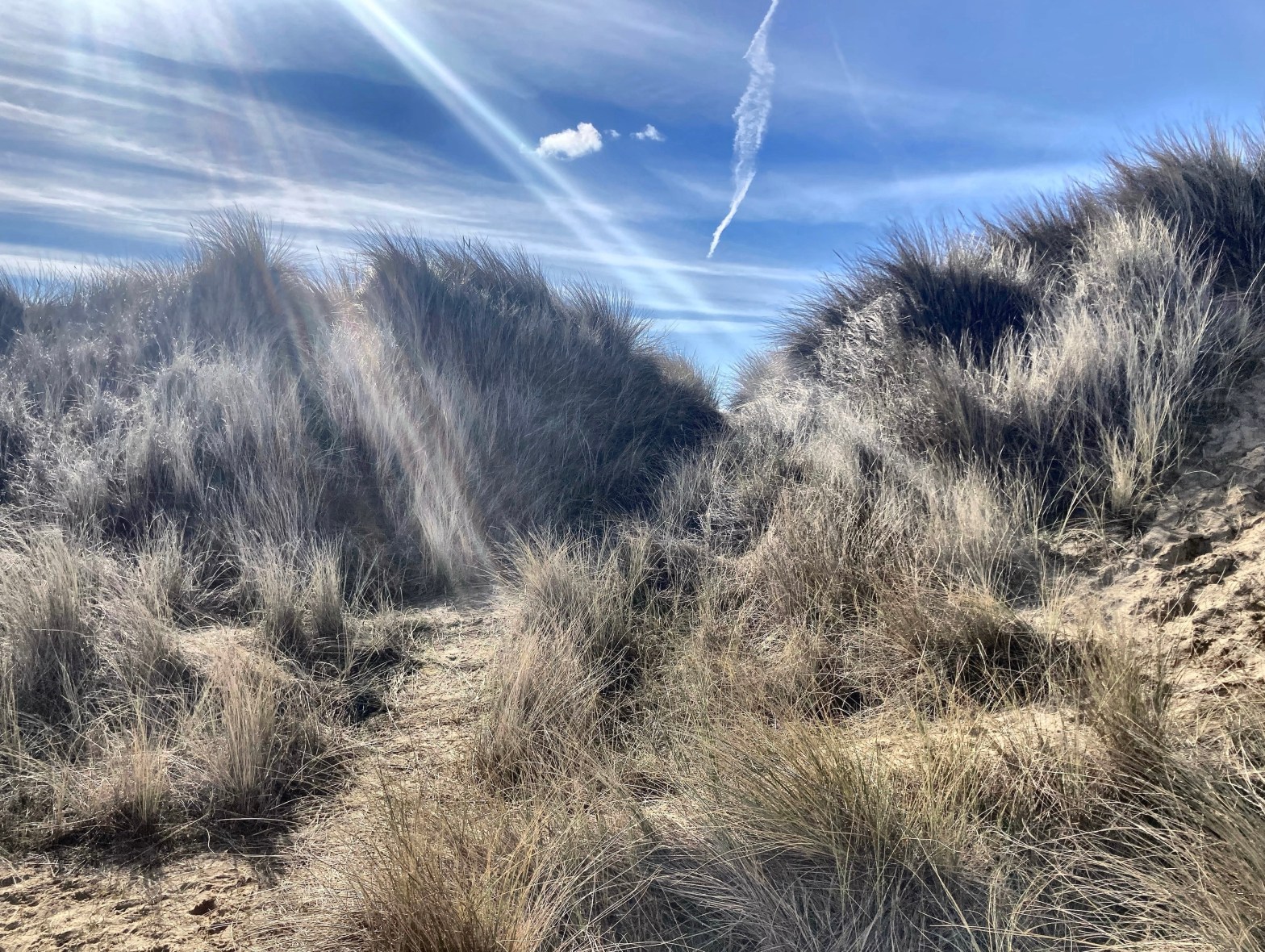 11/03/23 – Seals and roosting rooks in&nbsp;Norfolk