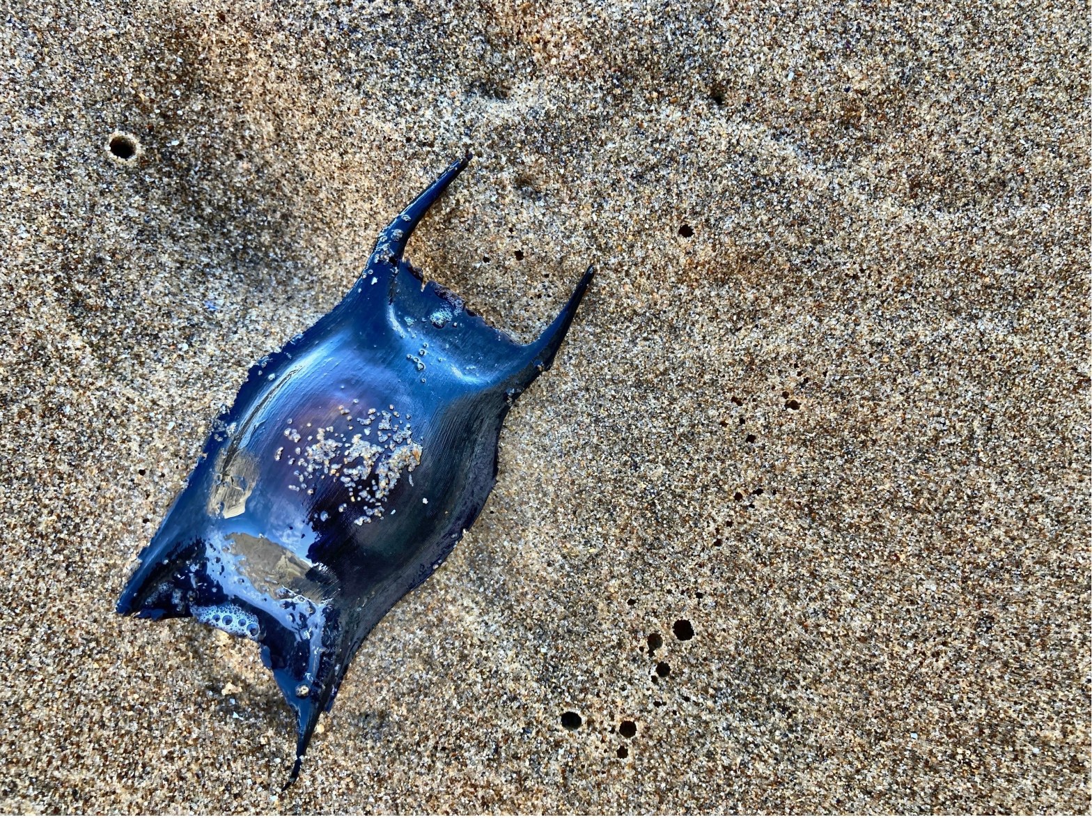 02/04/23 – Mermaid’s purses and egg sacs on the&nbsp;shore