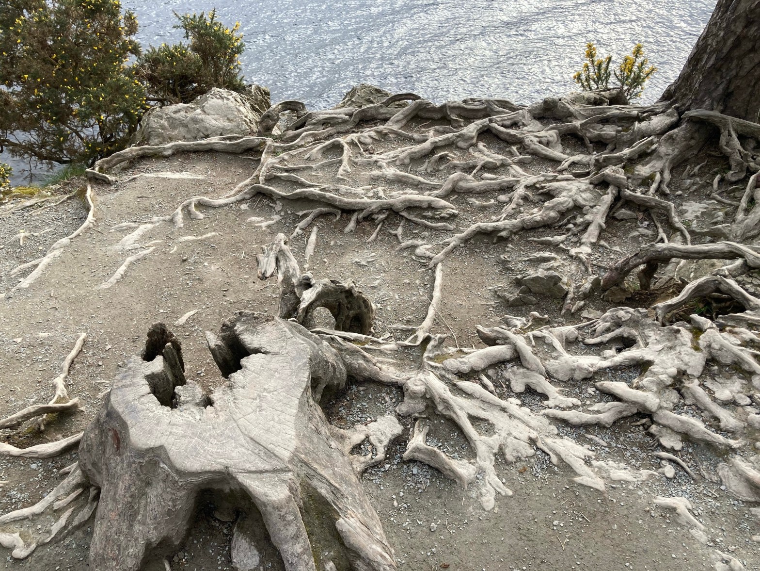 16/04/23 – Bog myrtle and hollow tree trunks in the Lake&nbsp;District