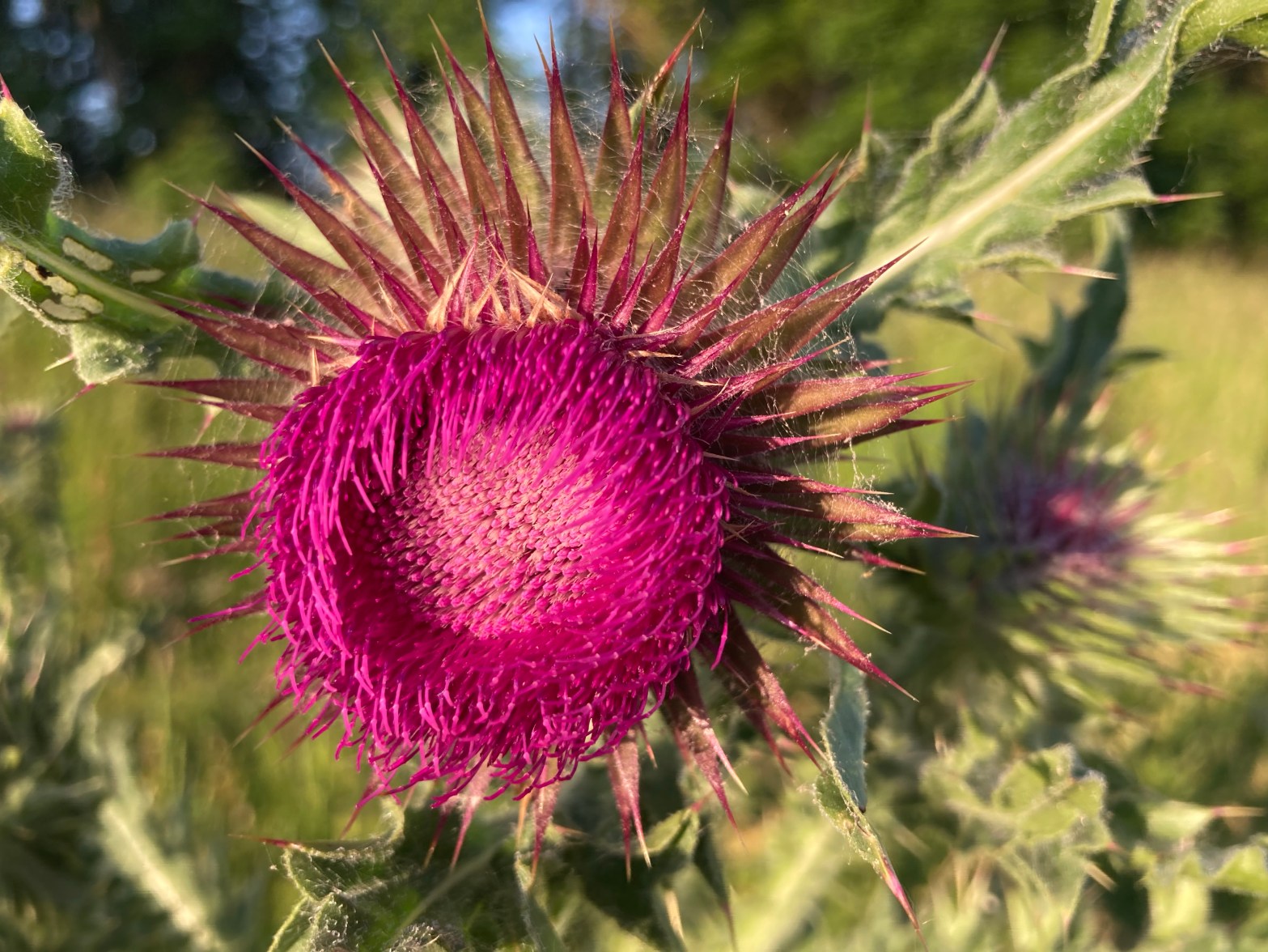 11/06/23 – Swirling river weed and bursting&nbsp;thistles