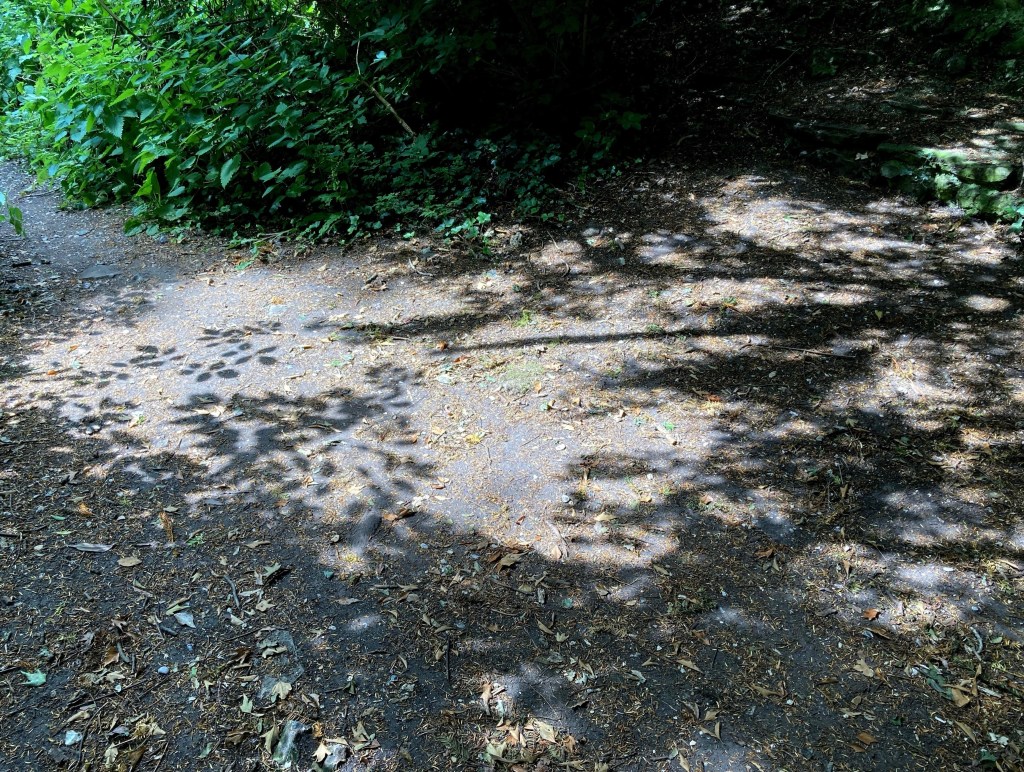 03/07/23 – Old Roman walls and neck high&nbsp;nettles