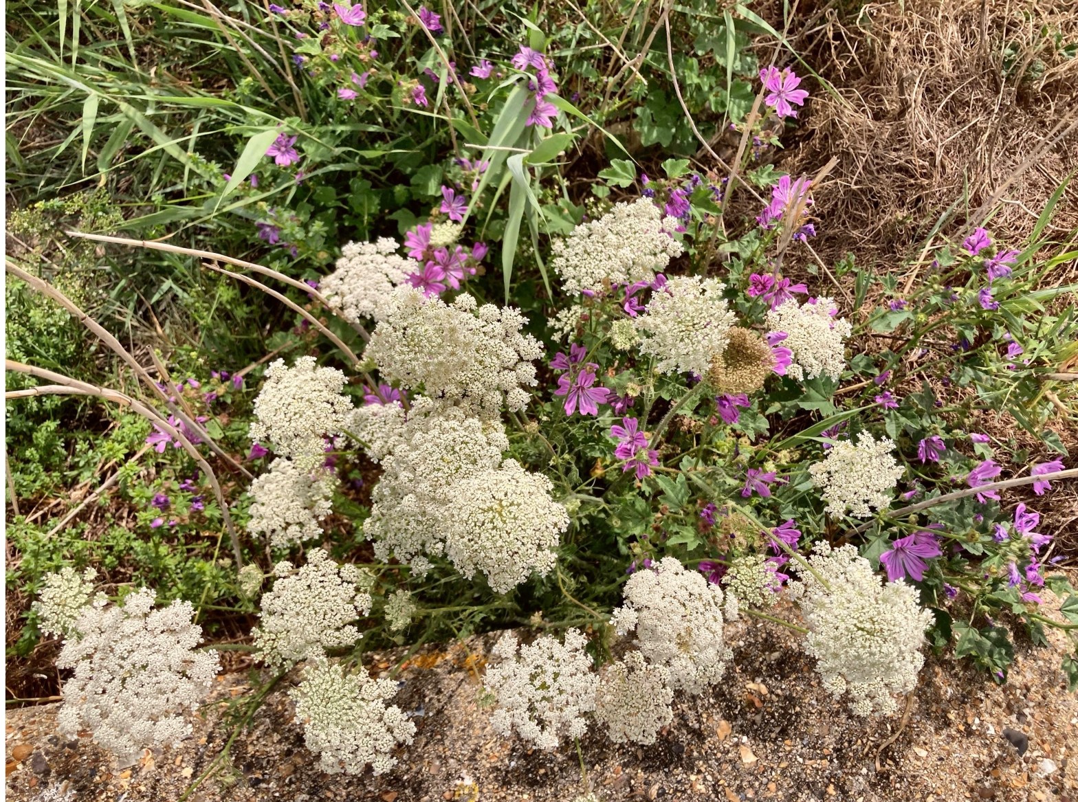 16/07/23 – Strong winds beside the&nbsp;sea