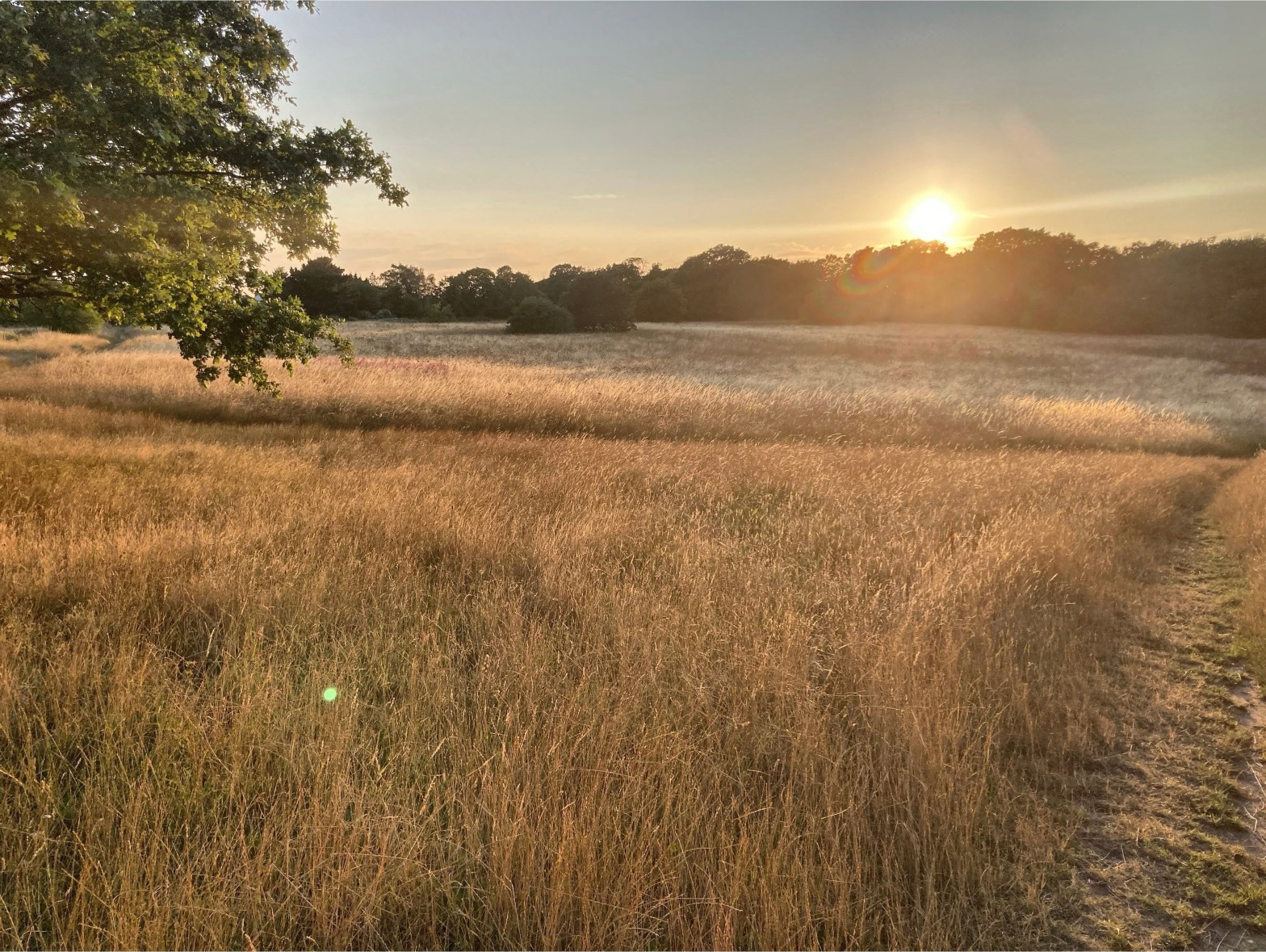 24/07/23 – Late sun, long grass and an alarmed&nbsp;wren