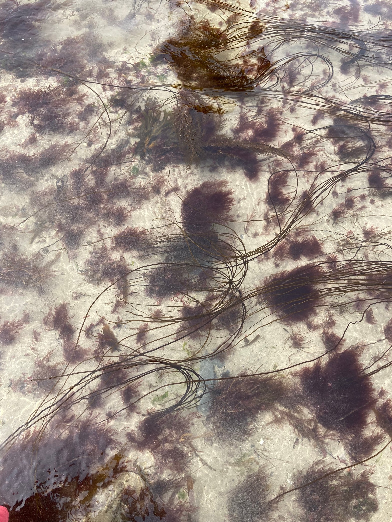 04/08/23 – Cornwall – dried thrift, home scars and a tide&nbsp;pool