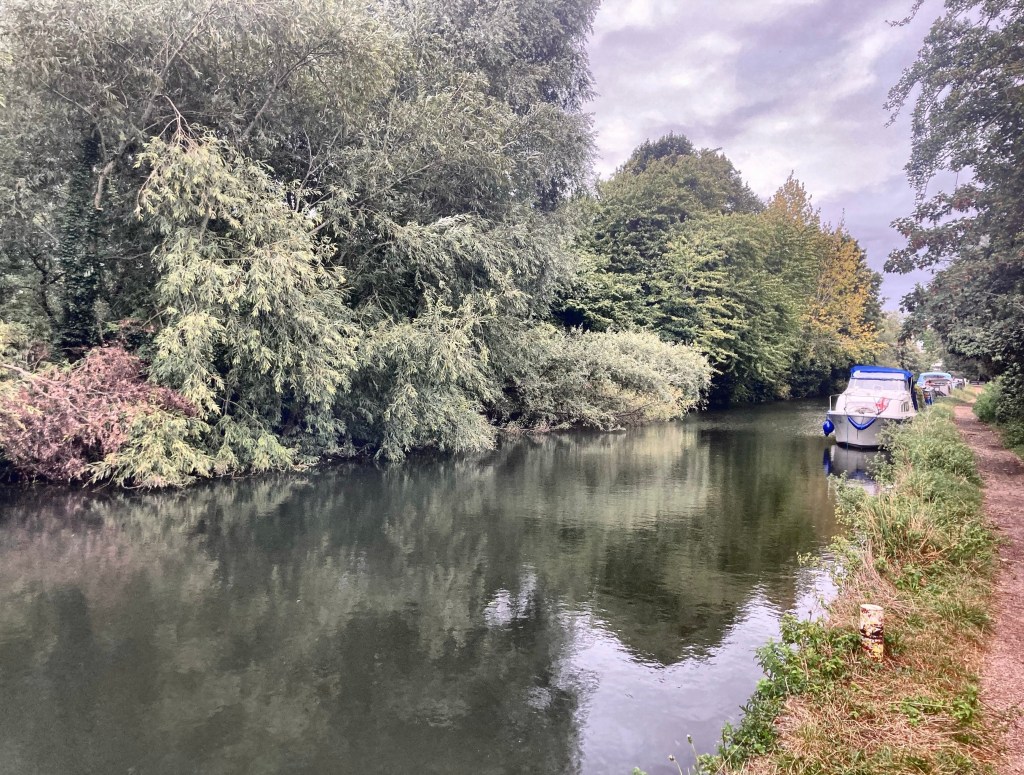 22/09/23 – A big cygnet and a windy&nbsp;canal